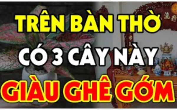 3 loại cây đặt lên bàn thờ tiền vào như nước: Nhà giàu nào cũng có 1 cây