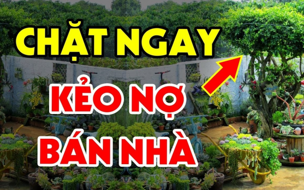 Trồng cây âm trước cửa gia đình khó mà giàu, tiền mấy đời cũng cạn kiệt, cây âm là cây nào?&nbsp;