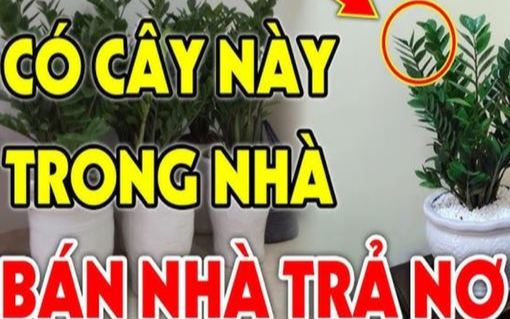 Người xưa nói: "Trong sân có 3 cây, vận khí bị ảnh hưởng, không nghèo khó cũng xui xẻo"